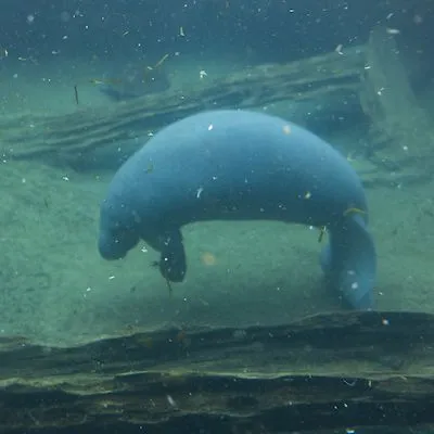 thumbnail for publication: The Value of Endangered Species: the Importance of Conserving Biological Diversity